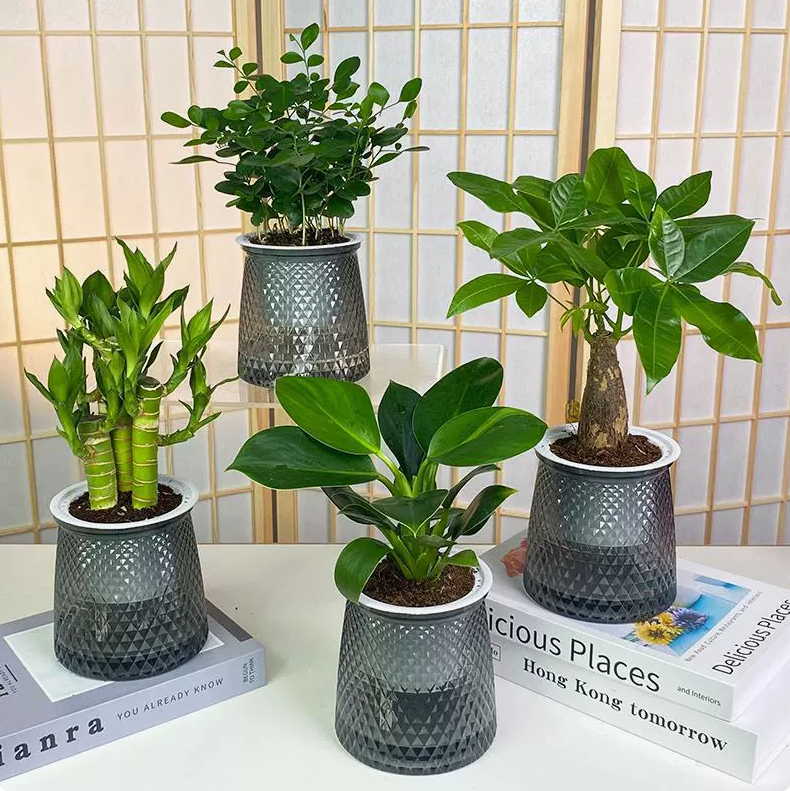 独杆发财树盆栽净化空气四季常青桌面室内好养美好寓意招财绿植