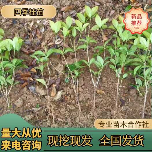 正宗原生四季桂树苗四季桂地栽八月桂香高杆金丹天沉香桂苗