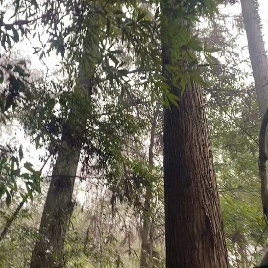 锦屏县古建料的朋友看过来，2米处量140-180的都有共有20根