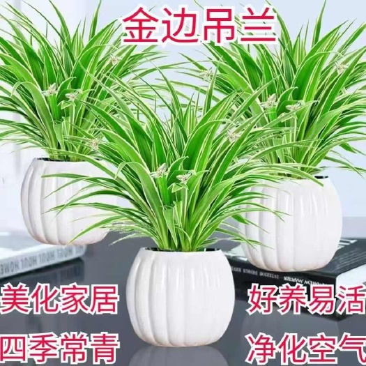沭阳县金边吊兰金心吊兰青叶吊兰盆栽四季种植室内办公净化空气吸甲醛