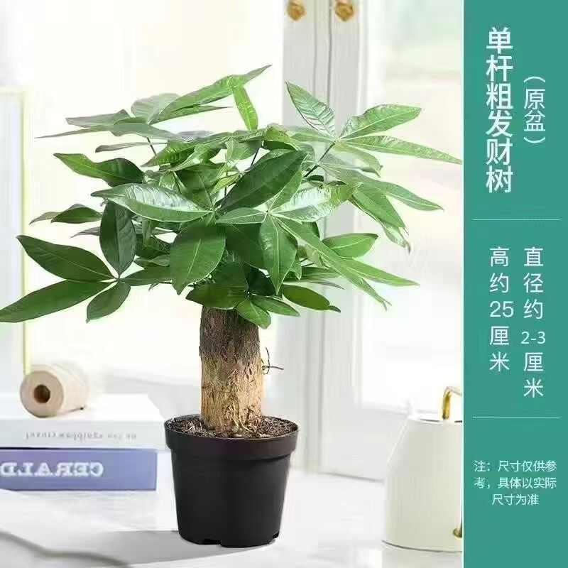 独杆发财树盆栽净化空气四季常青桌面室内好养美好寓意招财绿植
