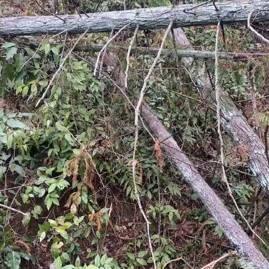 锦屏县优质杉木砍倒没有切的四米可切三段，有一千多方材按你尺寸来切，