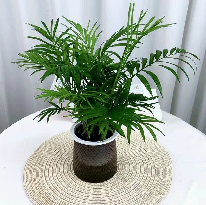 独杆发财树盆栽净化空气四季常青桌面室内好养美好寓意招财绿植