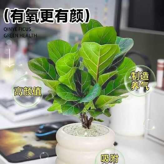 沭阳县琴叶榕客厅盆栽办公室内绿植花卉好养易活吸甲醛招财植物
