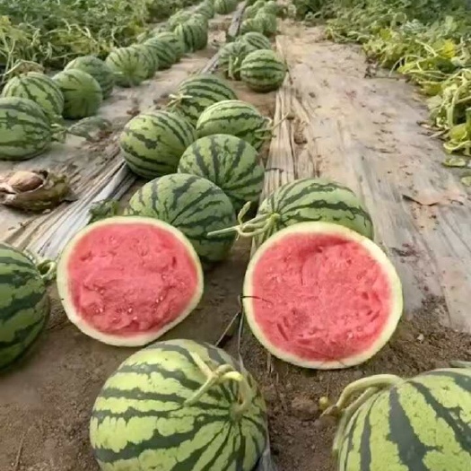夏邑县麒麟瓜皮毛好 口感好 个头均匀