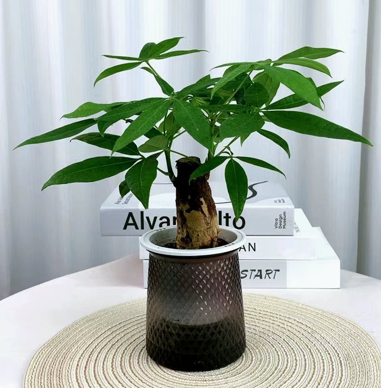 独杆发财树盆栽净化空气四季常青桌面室内好养美好寓意招财绿植