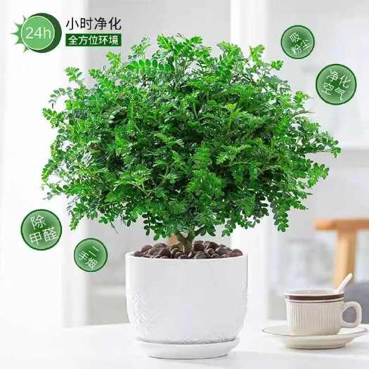 正宗清香木盆栽清香木花驱蚊防虫绿植四季好养室内净化空气吸甲醛