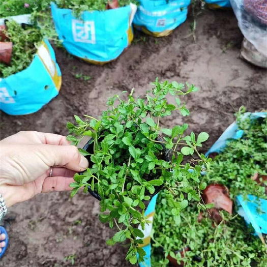 青州市姬岩垂草批发 姬岩垂草价格 地被植物盘苗
