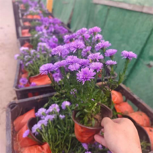青州市翠菊 丹麦翠菊 花卉节日草花