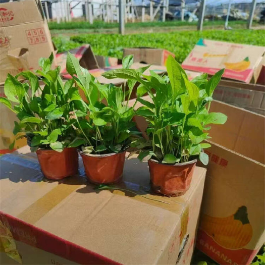松果菊 多年生菊花种植基地