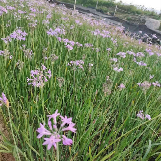 青州市紫娇花 宿根花苗批发基地