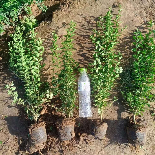 小叶女贞苗 庭院景观植物 绿化苗木小叶女贞