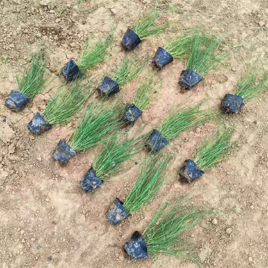 青州市牛草批发 地被草种植基地