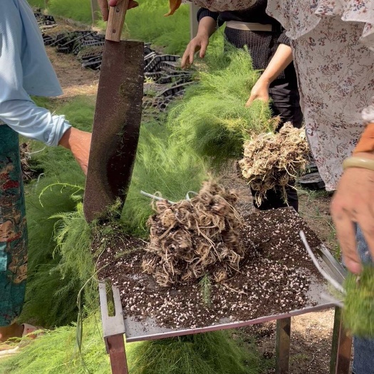 曹县芦笋苗，当年大芦笋苗批发零售，成活率高，山东巨鑫源供应