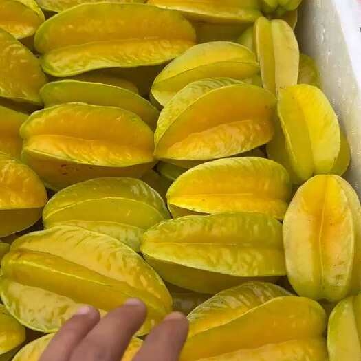 廉江市大量工厂果现货