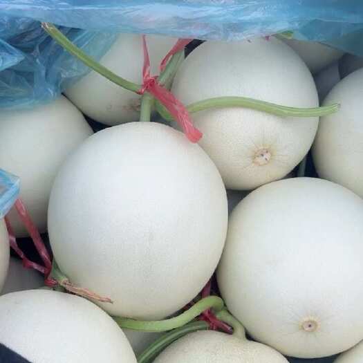 莘县免费代收莘县燕店玉菇蜜瓜
