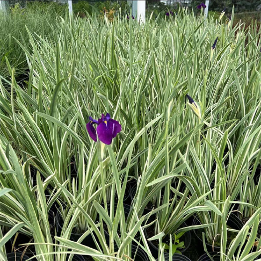 花叶玉蝉花 花叶菖蒲杯苗批发