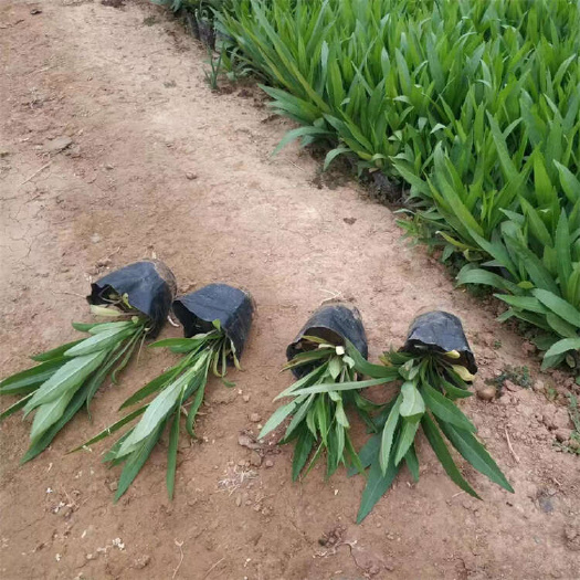 假龙头 多年生四季草花种植基地