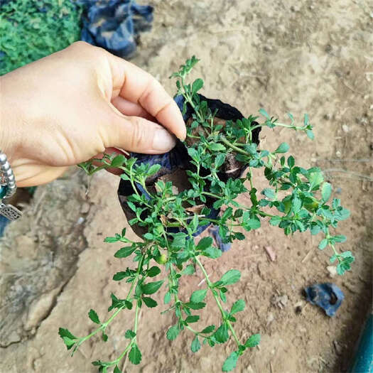 青州市小杯姬岩垂草 圆晶草种苗批发
