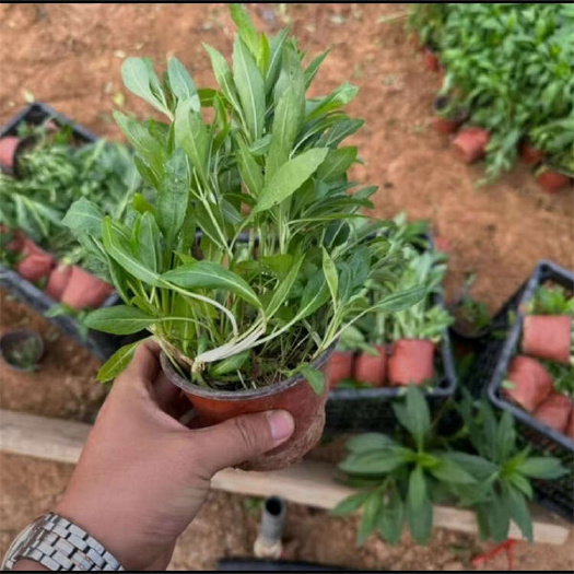 假龙头 多年生花苗 粉花假龙头杯苗