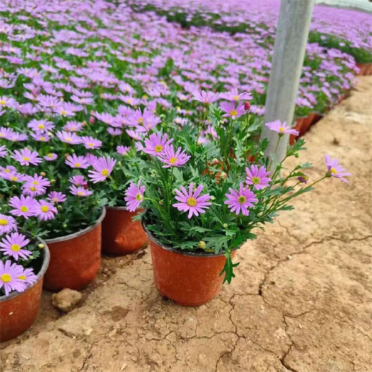 青州市姬小菊 地被草花批发
