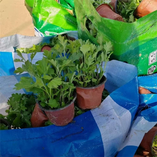 青州市地被菊批发 园林绿化多年生菊花