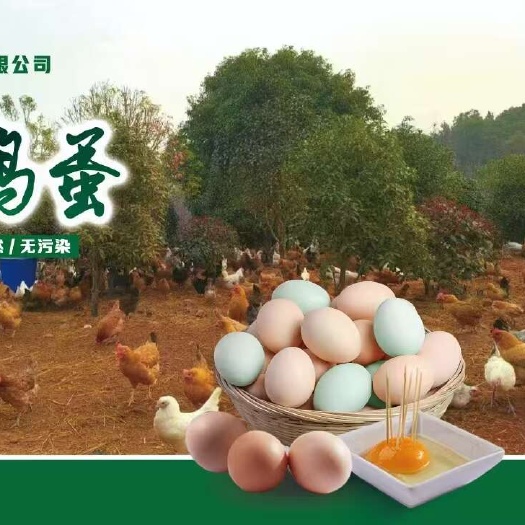 南昌江西新鲜土鸡蛋中码30 40g黄心蛋每日现发快递新鲜直达