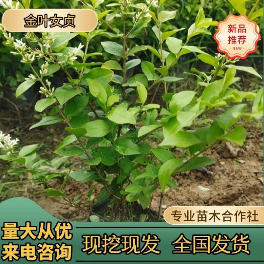 供应湖南金森女贞金叶女贞金冠女贞湖南小叶女贞苗价格批发