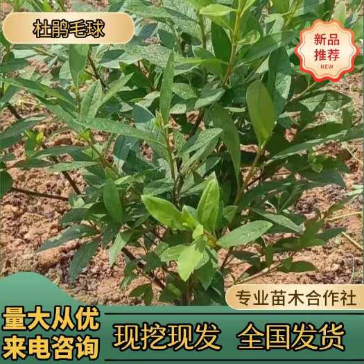 浏阳市湖南浏阳毛杜鹃苗木2公分以下地径含检疫证技术支持多种配送方式