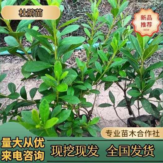 优价供应湖南杜鹃苗，杜鹃小毛球，春鹃小苗，夏鹃，湖南毛鹃基地
