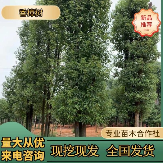 浏阳市湖南浏阳5米以上多杆香樟树苗木批发高品质苗木支持多种运输