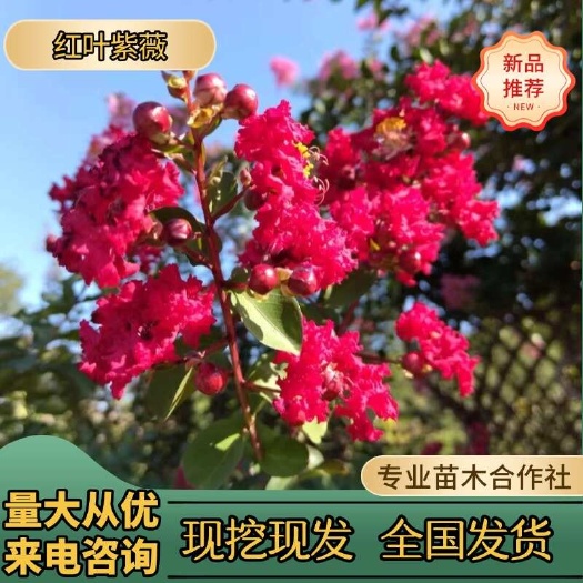 浏阳市优价供应中国红紫薇美国紫薇原生紫薇紫薇花瓶速生紫薇批发