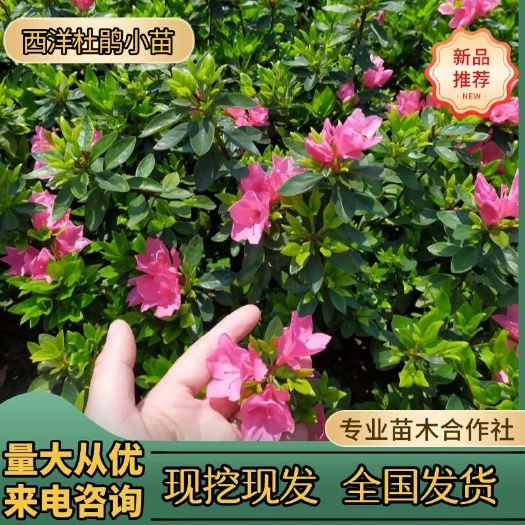 供应湖南西洋杜鹃小苗，比利时杜鹃，湖南西洋杜鹃杯苗价格