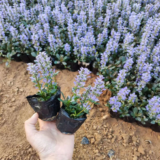 青州市多花筋骨草 园林景观草种植基地