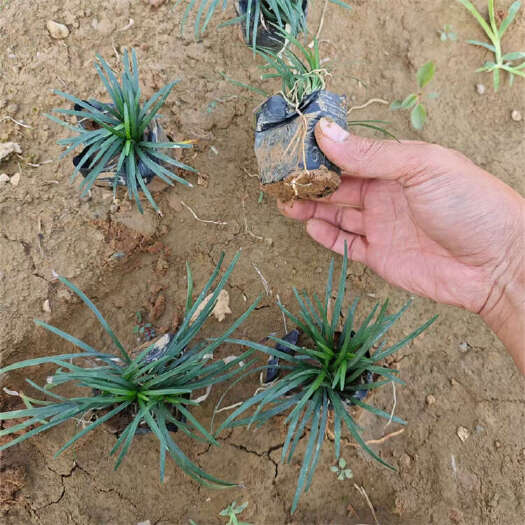 青州市玉龙草 日本矮麦冬 小叶沿阶草