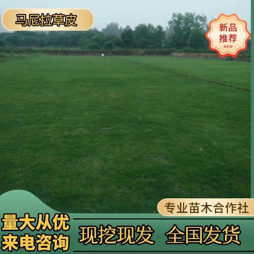 长沙县湖南优质马尼拉草皮产地直发百慕大草皮草皮批发