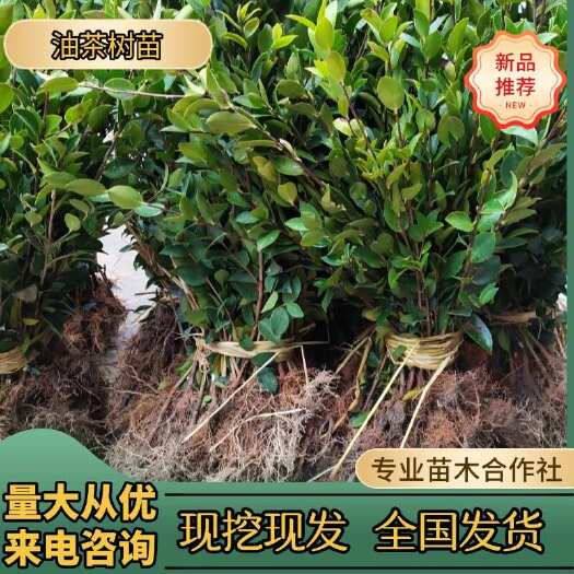 正宗油茶树苗长林系油茶籽高产软枝白花山茶子薄皮大果南北方种植