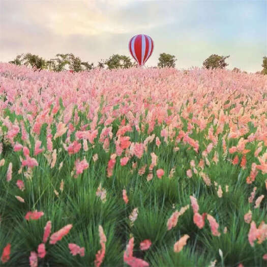 毛冠草 蜜糖草 花海网红草