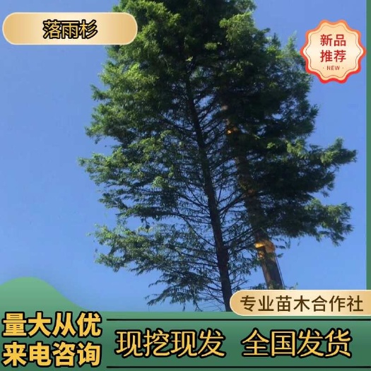 普通落羽杉落雨杉湖南落雨杉水杉池杉大量供应苗木批发