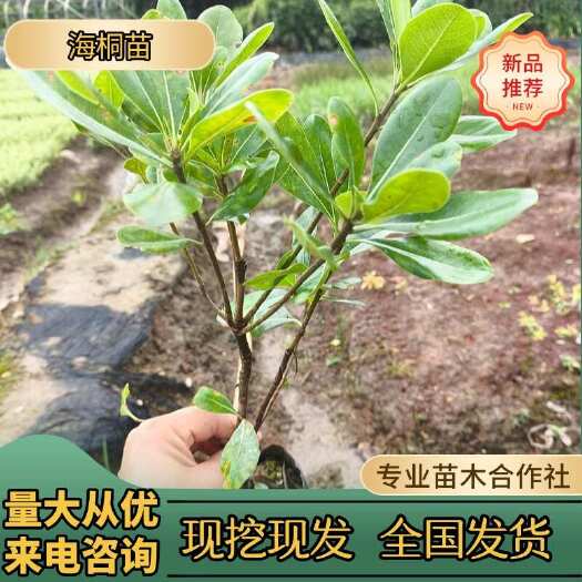 浏阳市优价供应湖南海桐小苗，海桐球，海桐杯苗，湖南海桐苗价格苗木基