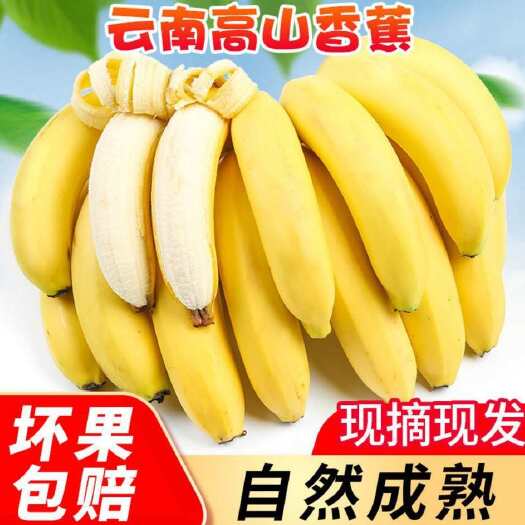 云南河口香蕉高山香蕉10斤新鲜水果当季香蕉批发