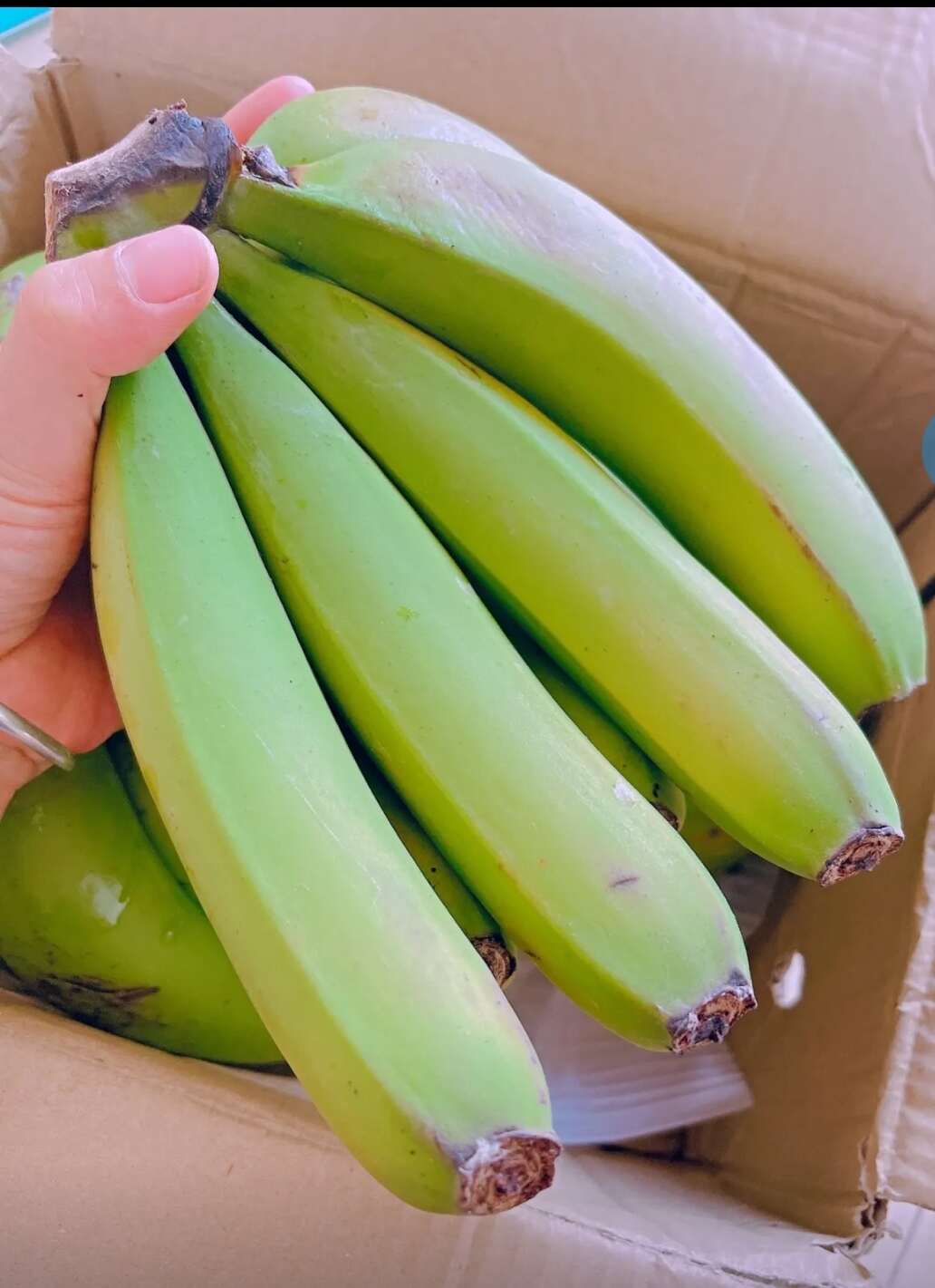 云南河口香蕉高山香蕉10斤新鲜水果当季香蕉批发