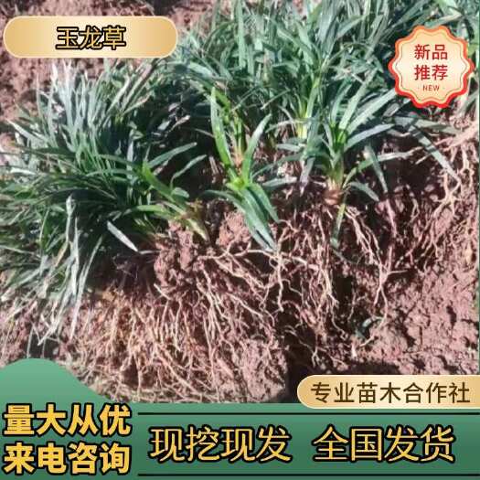 浏阳市玉草优质苗木湖南长沙浏阳发货地被草坪专用环保美化