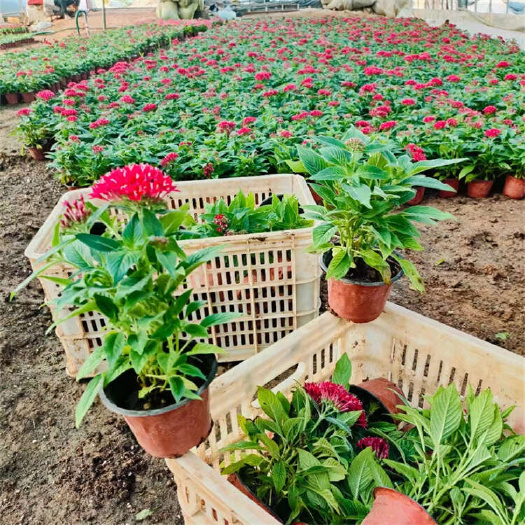 五星花 繁星花 青州草花基地