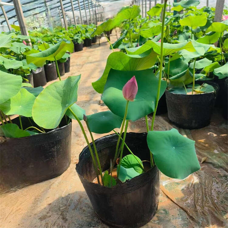 荷花种苗批发 池塘绿化 观赏荷花种植基地