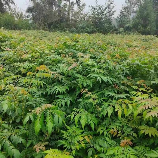 重庆江津发货50公分以上栾树苗