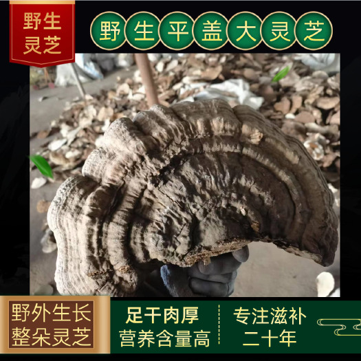 桦甸市长白山灵芝平盖灵芝树舌灵芝青芝遍木灵芝老牛干食用菌泡茶