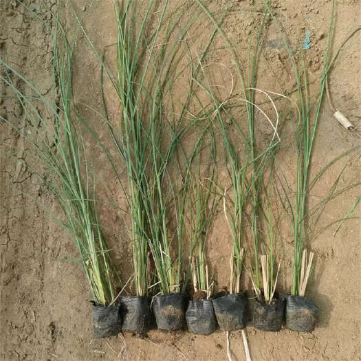 青州市细叶芒 多年生观赏草基地