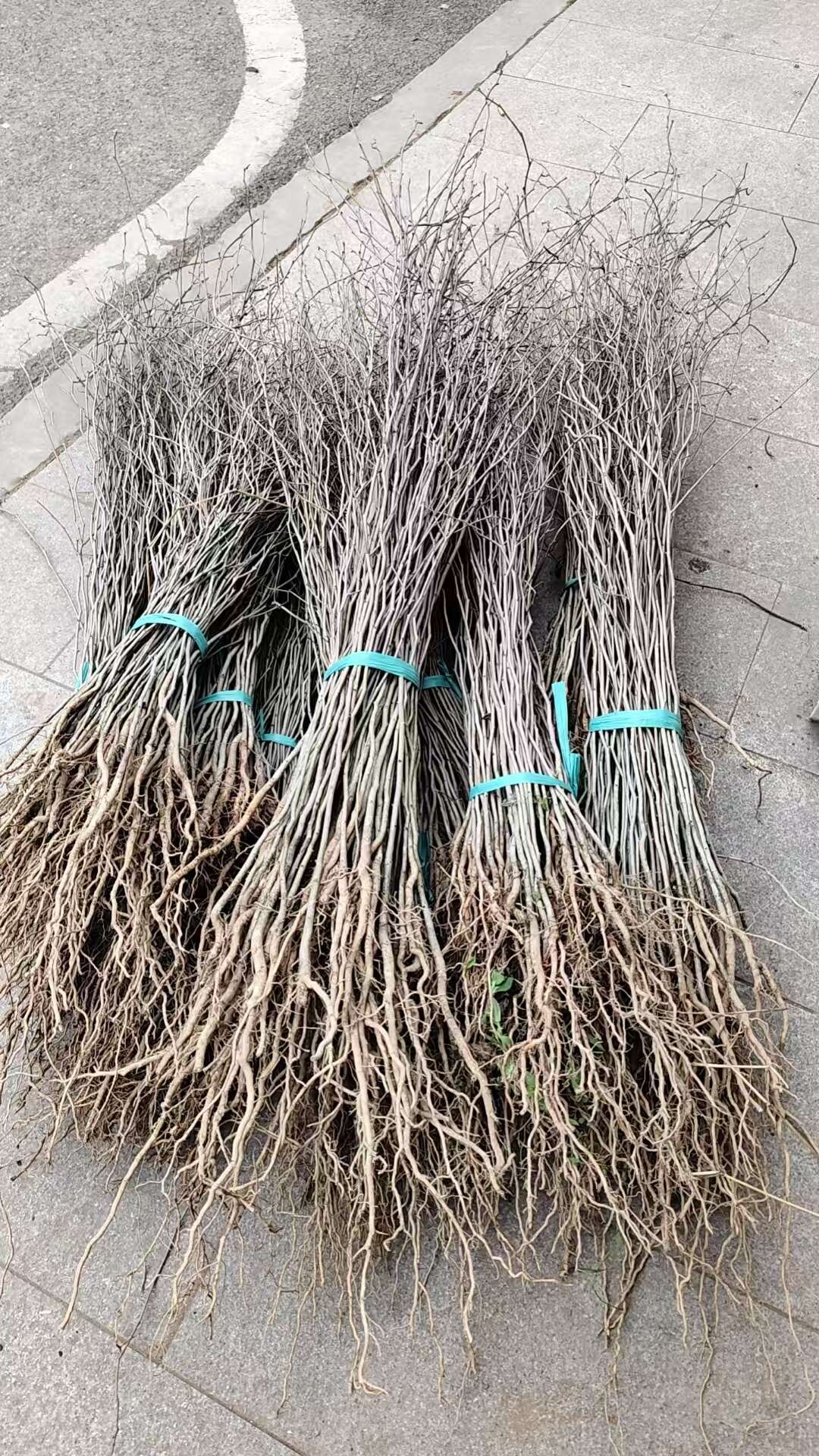 杜仲苗高度60公分庆津提供检疫证技术指导多种配送方式可开发票