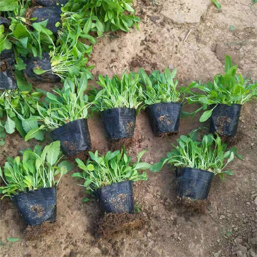 青州市鼠尾草种植基地 林荫鼠尾草 地被鼠尾草